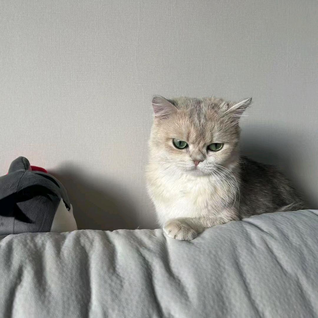 善待每一只猫咪