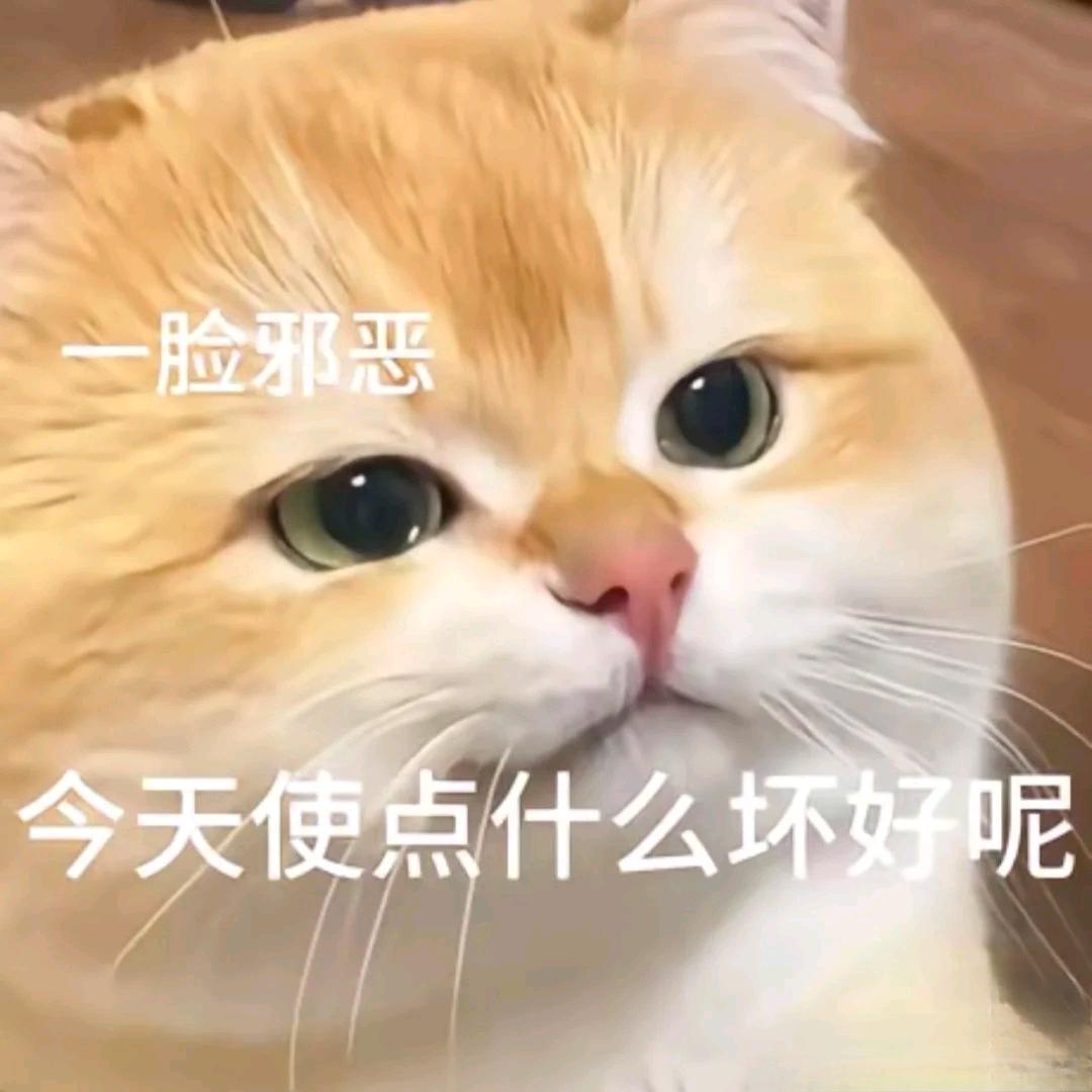 邪恶黄油小面包🍞