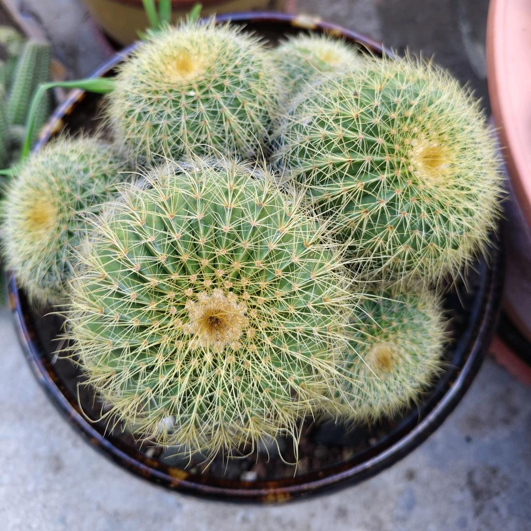 华旭养殖专业合作社杜小华