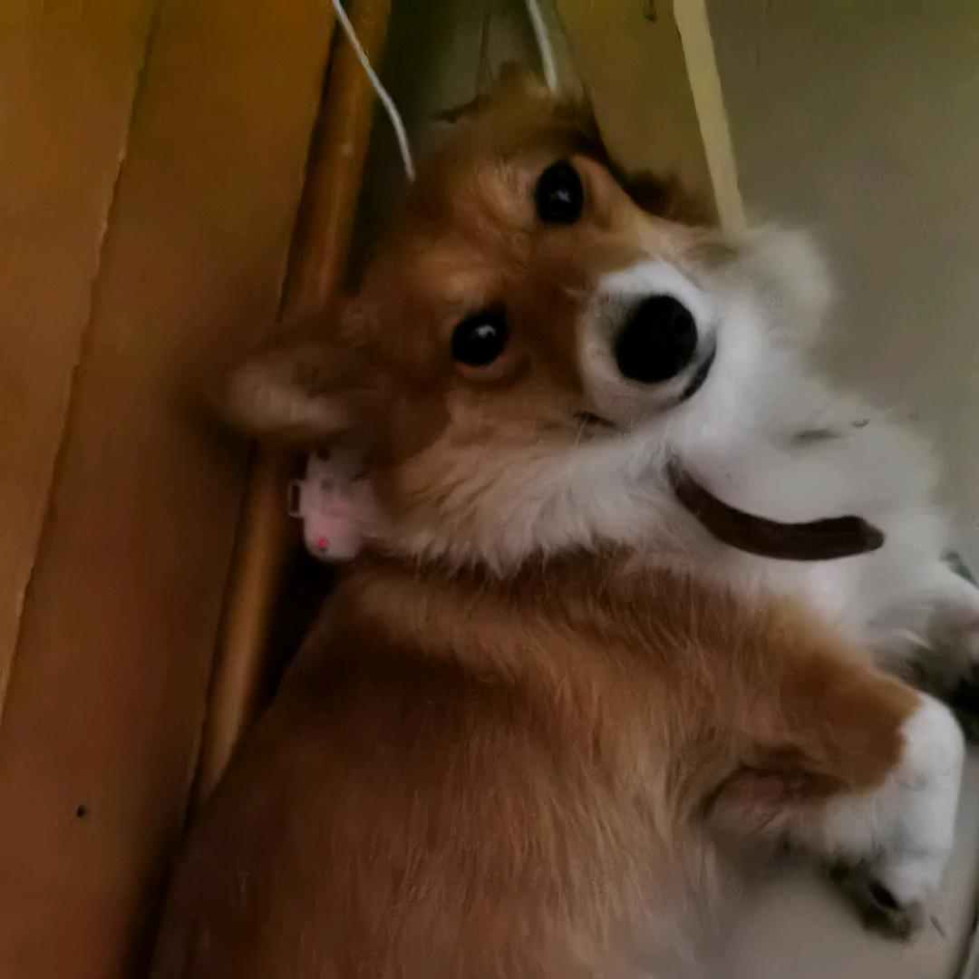 年糕小柯基