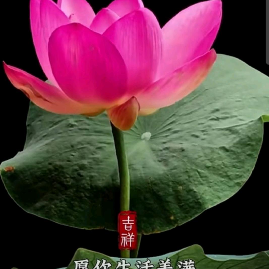 媛媛妈