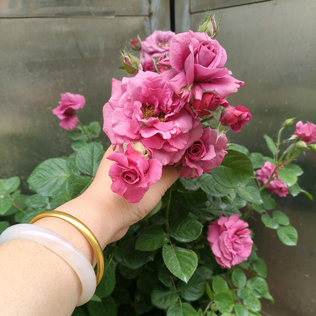 荣荣的开心。💗💗🦋
