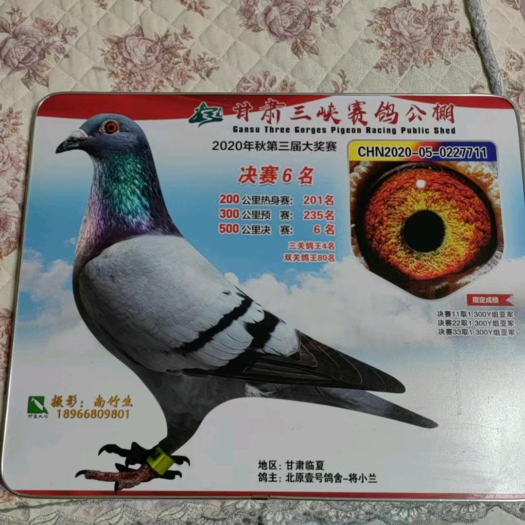 北塬壹号鸽舍