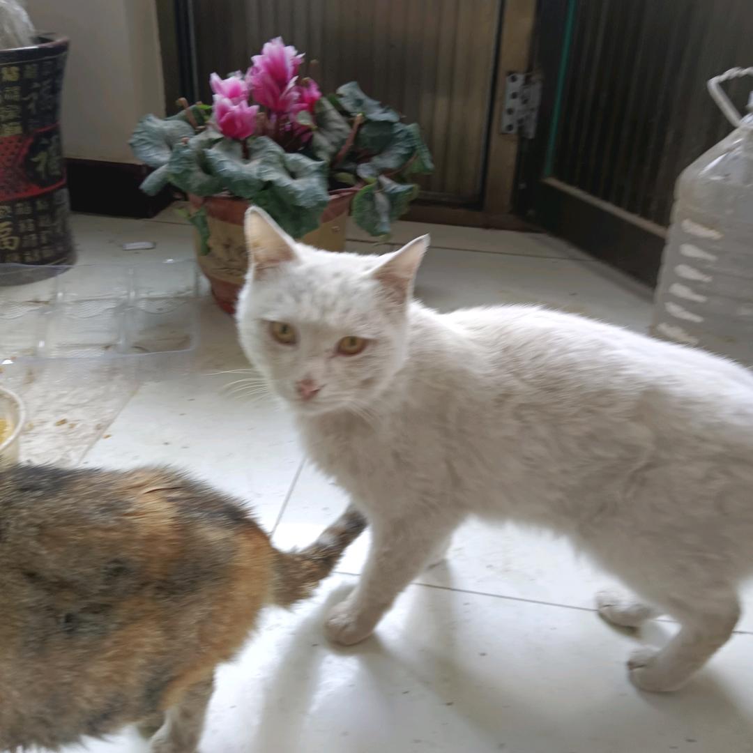 萌宠猫