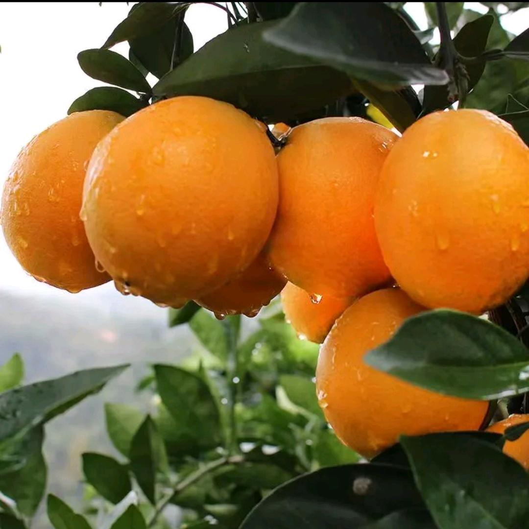 乡村小杜