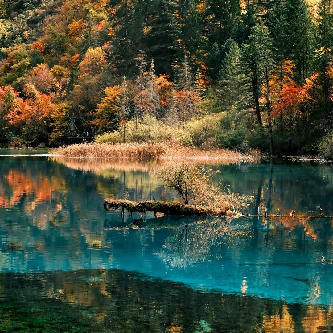 广州羲濠贸易有限公司宠粉号