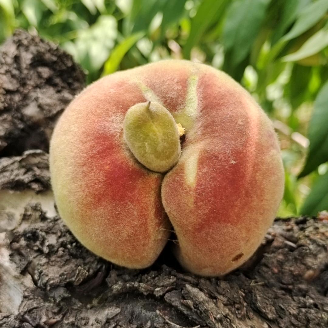 源泉