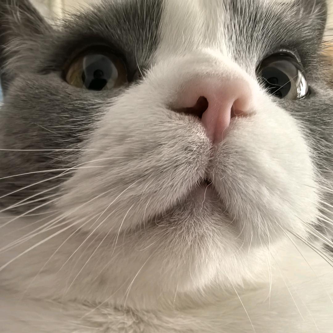 圆圆大王