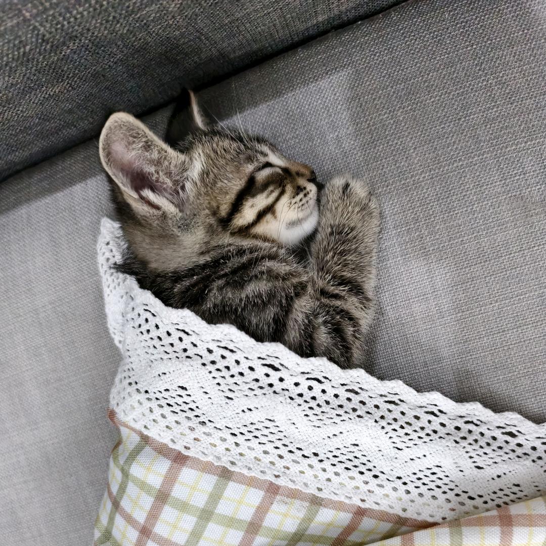 不吃河豚