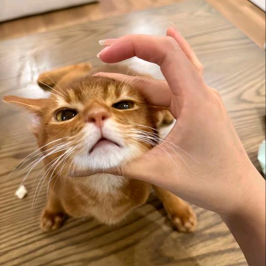 QwQ嘭嘭