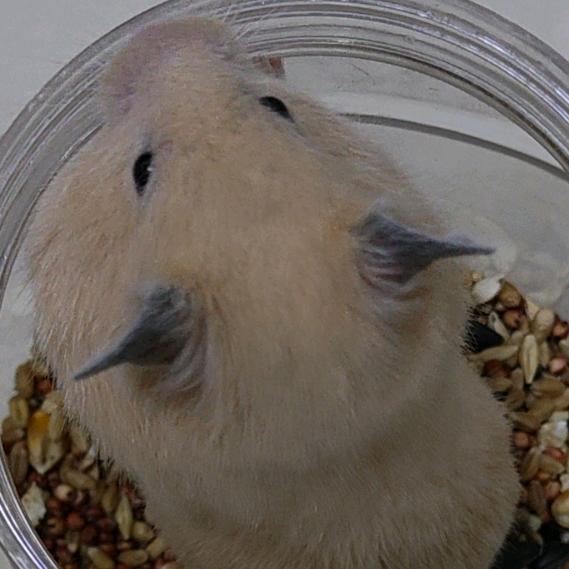 鼠鼠我阿