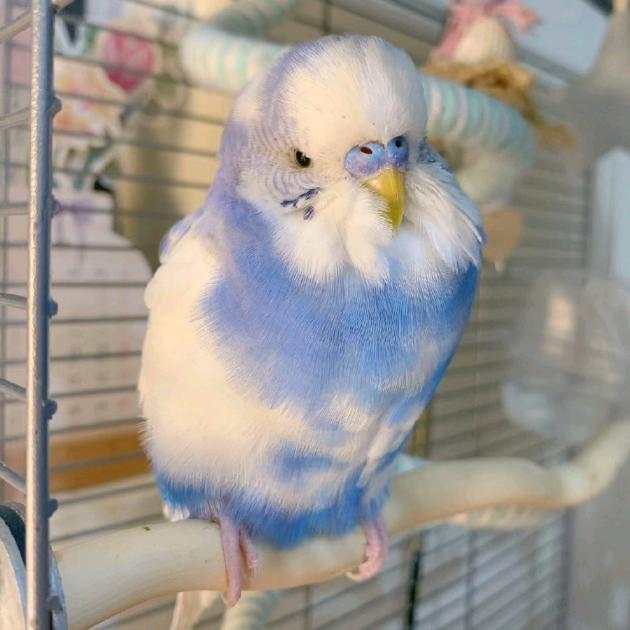 友间鸟屋（原小吴手养鹦鹉）