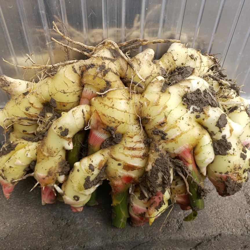 厚德载物（闯姜湖）