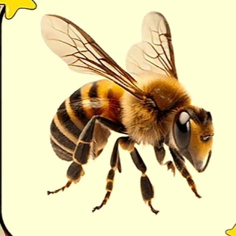 熊六八诱蜂🐝养蜂🐝小师👍