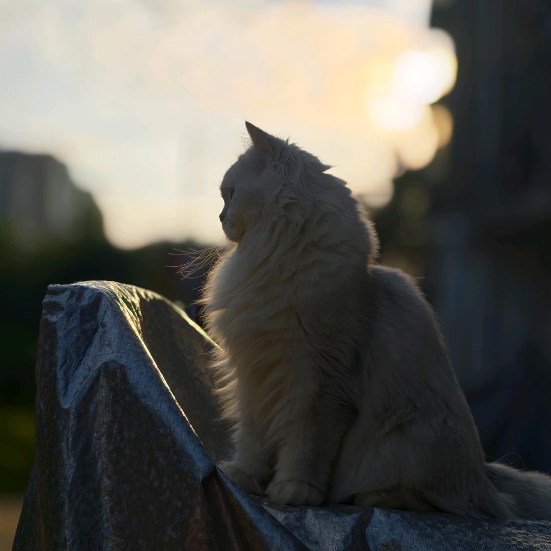 趕在黃昏前꧔ꦿ꯭᪲࿐         ╲