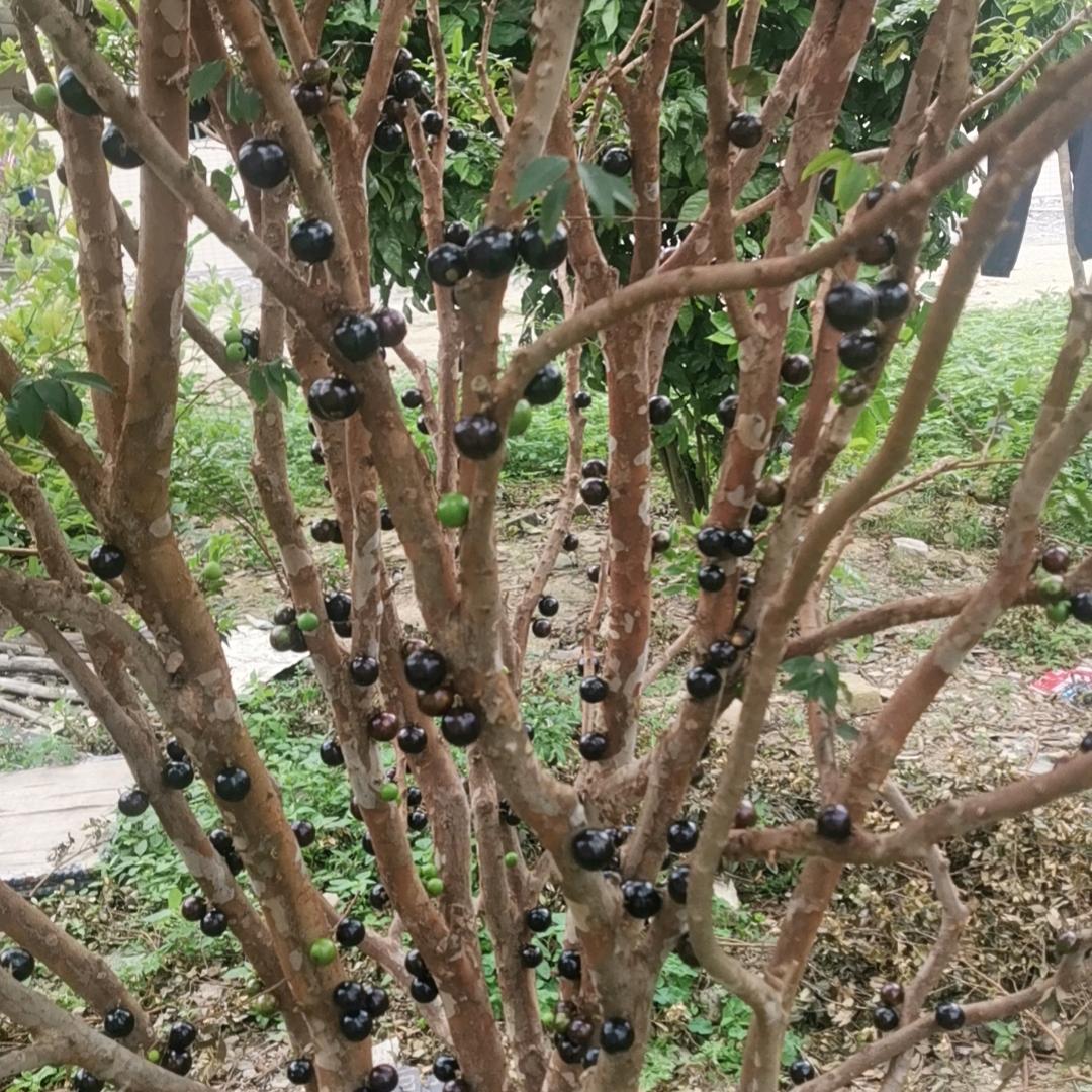 权