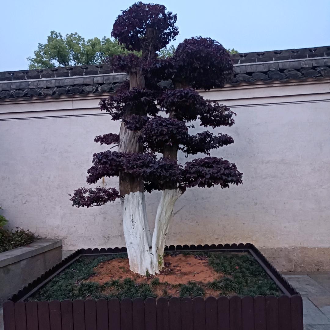曾经的胖子