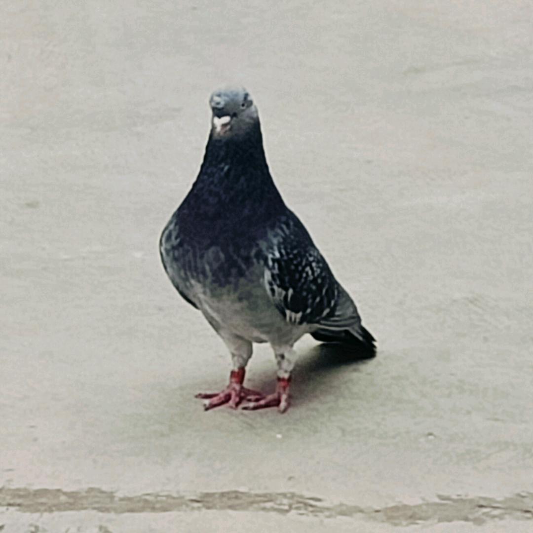张院长