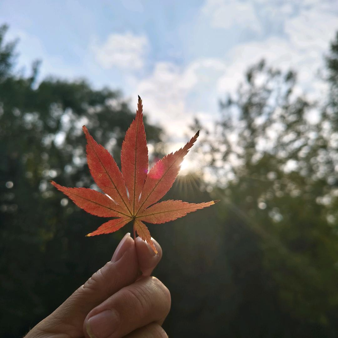 安然浅夏♥(｡￫v￩｡