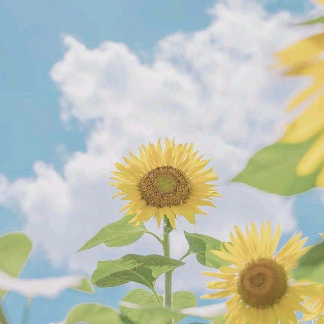 樱絮漫野