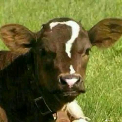 爱玩屎的阿拉蕾