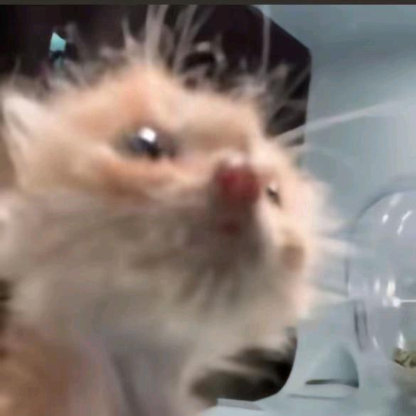 妮好运绵绵=^･^=