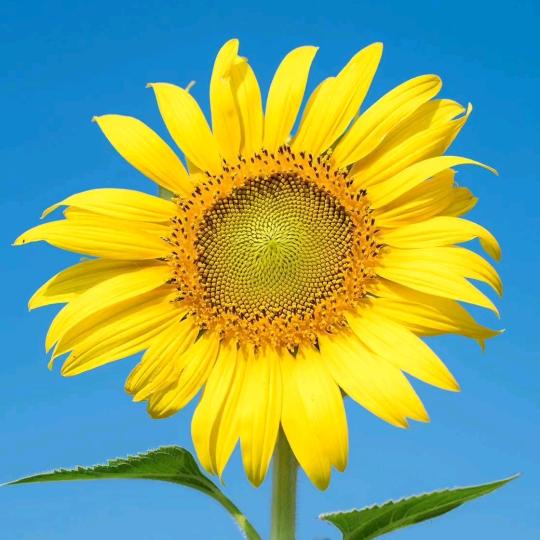 向日葵🌻