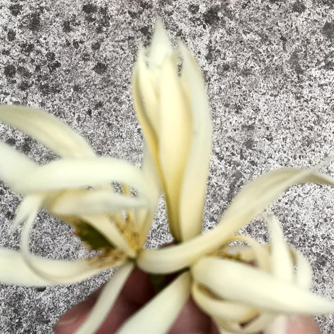 KFT脚王广安四店*娇