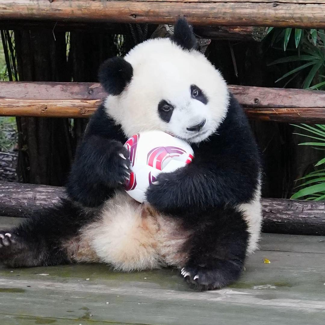 鱼鱼