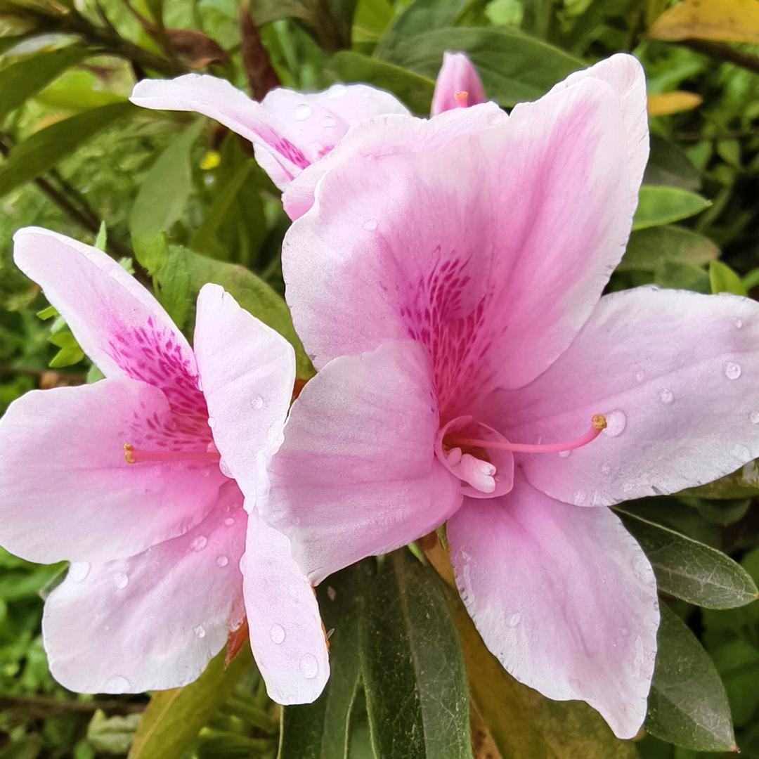 小小在咸丰