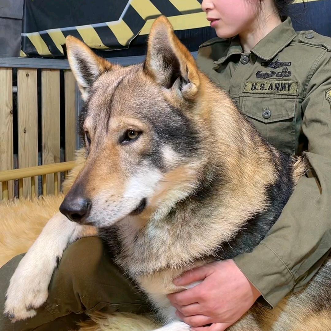 瑞嘉的捷克狼犬直播号