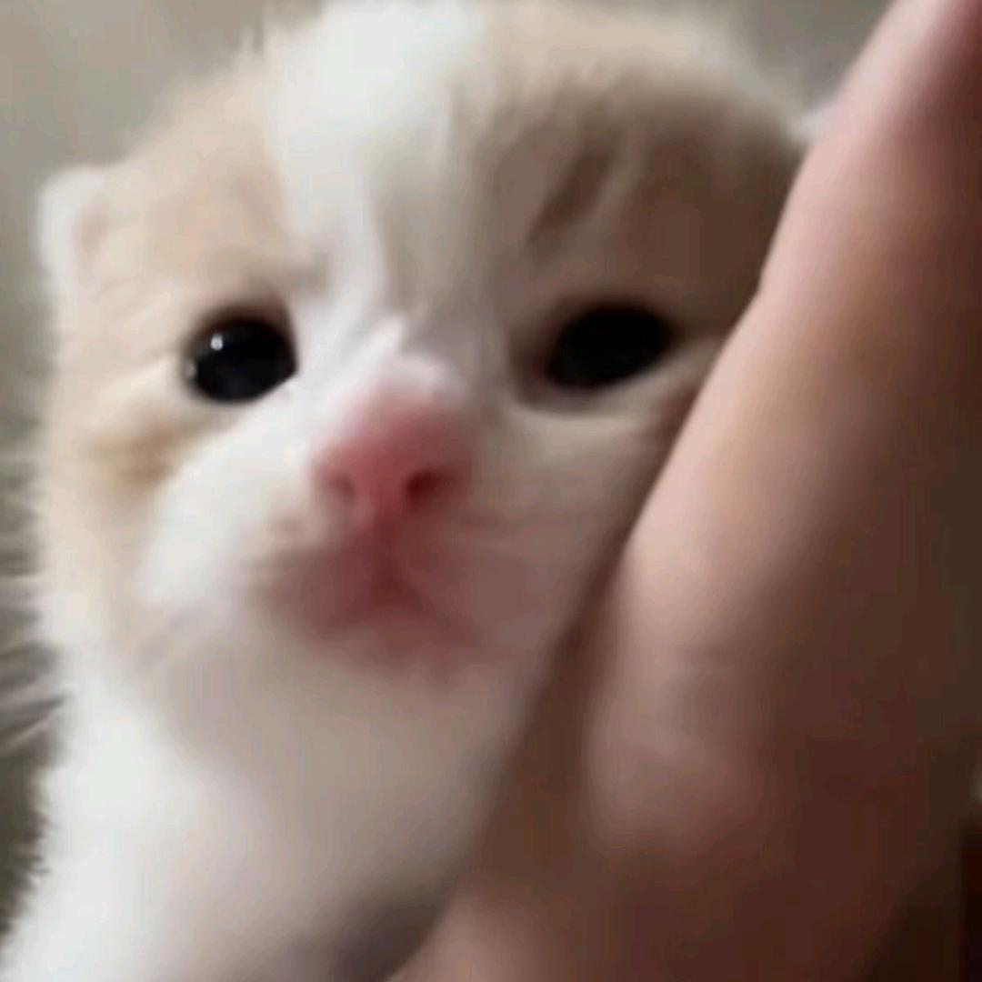 小᳐猫᳐੭