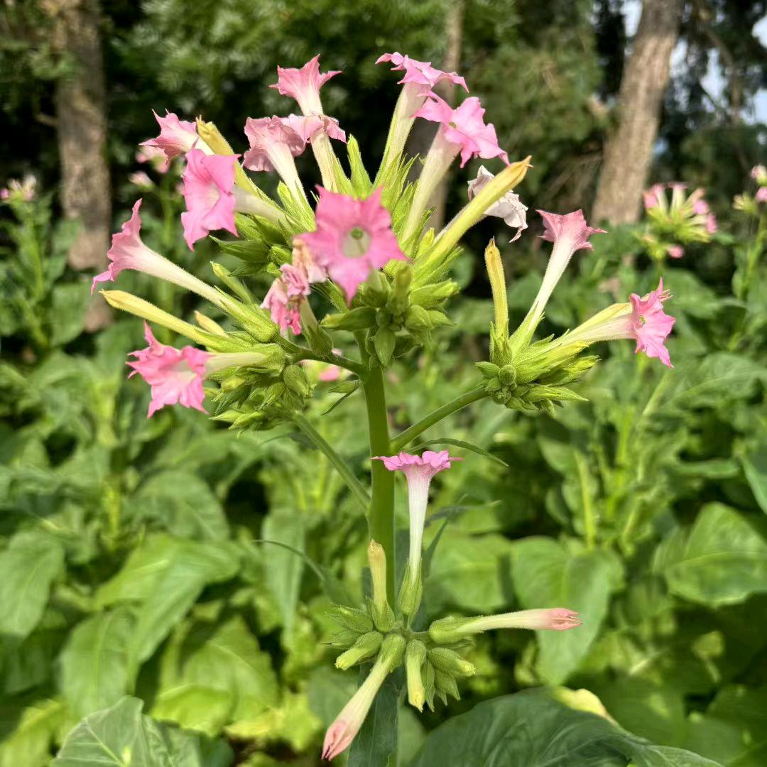 辞职创业（泽西花宿鲜花）日常账号