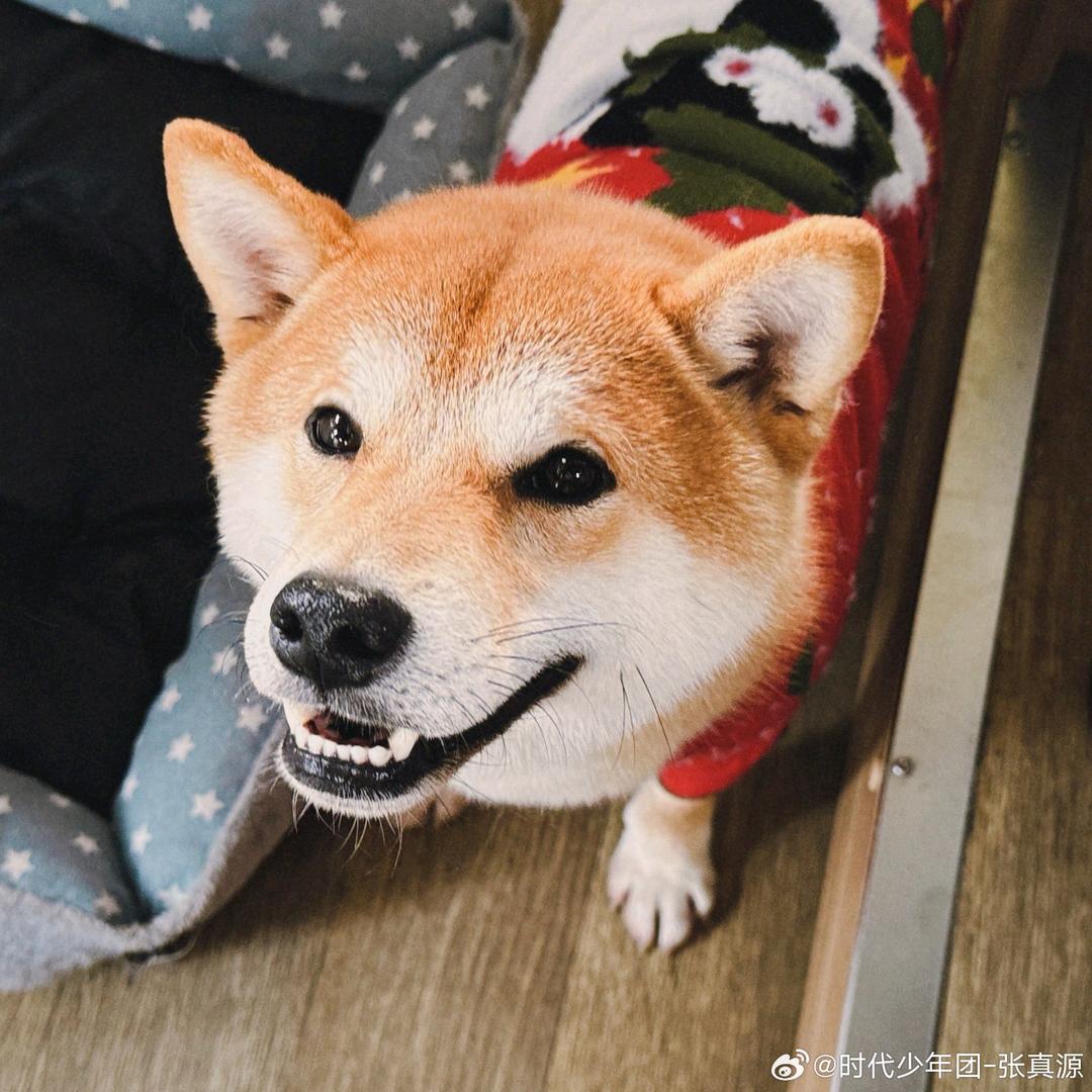 嘀嘀咕咕的披萨🍕