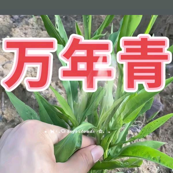 万年青，万哥上门回收