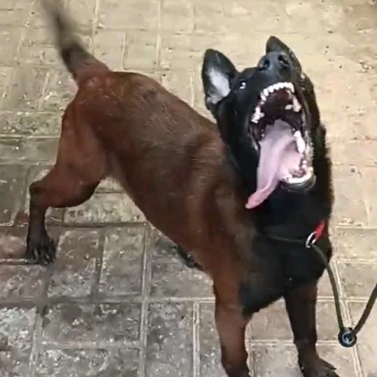 冀沧国立红马犬舍