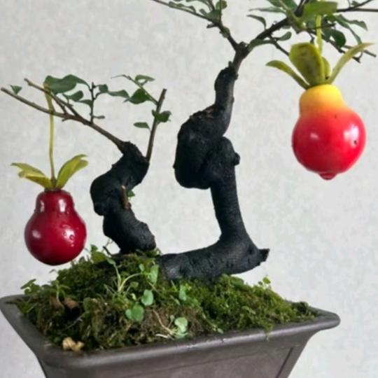 种花人小梅