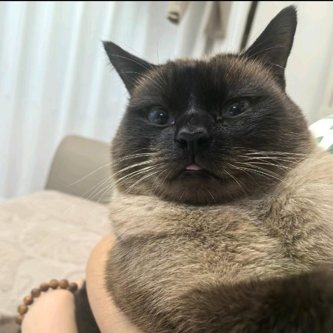 咚咚咚咚梨