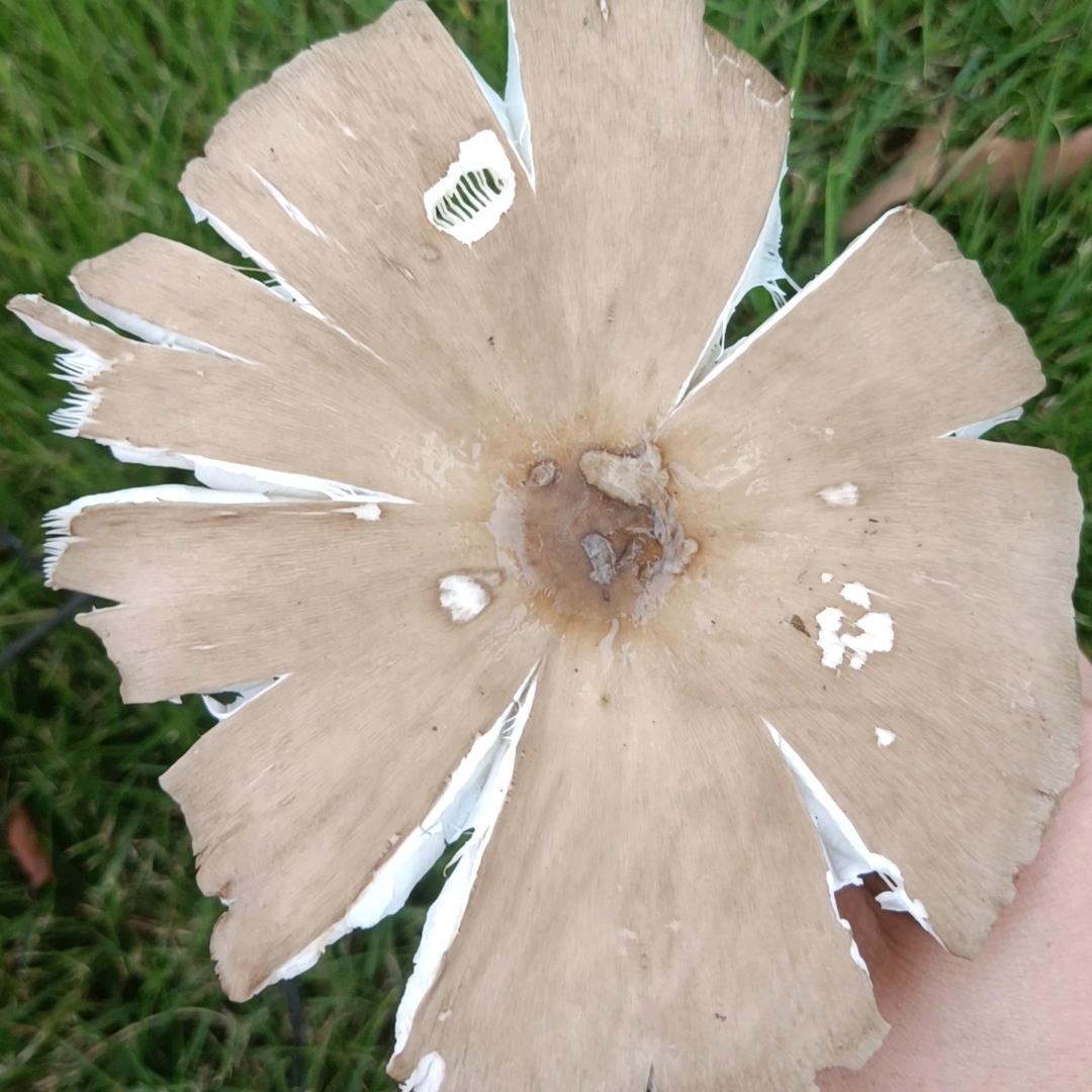 时而麻麻(勿连赞👍🏻关必回)