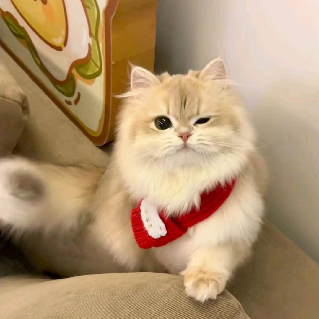 灵小凌
