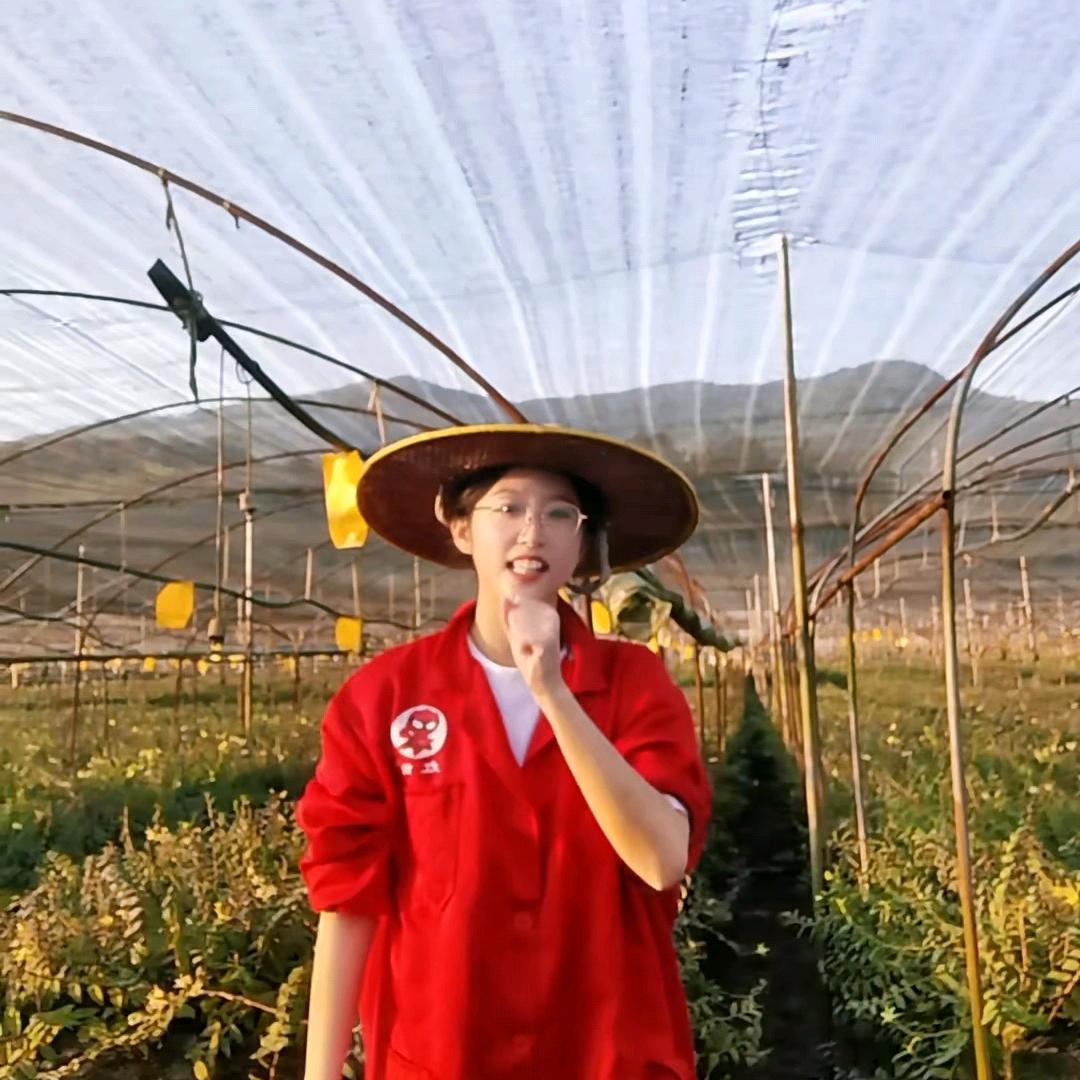 云薇石斛滋补品质店