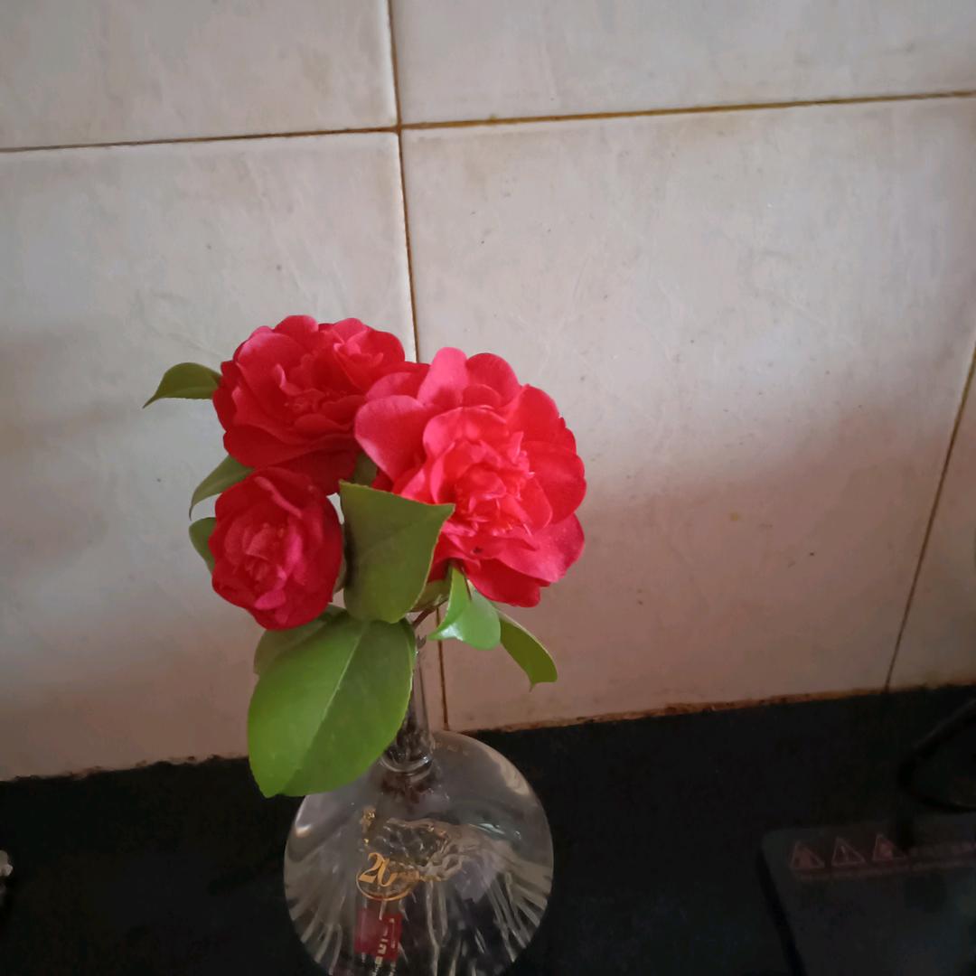 用户3885892887665水平