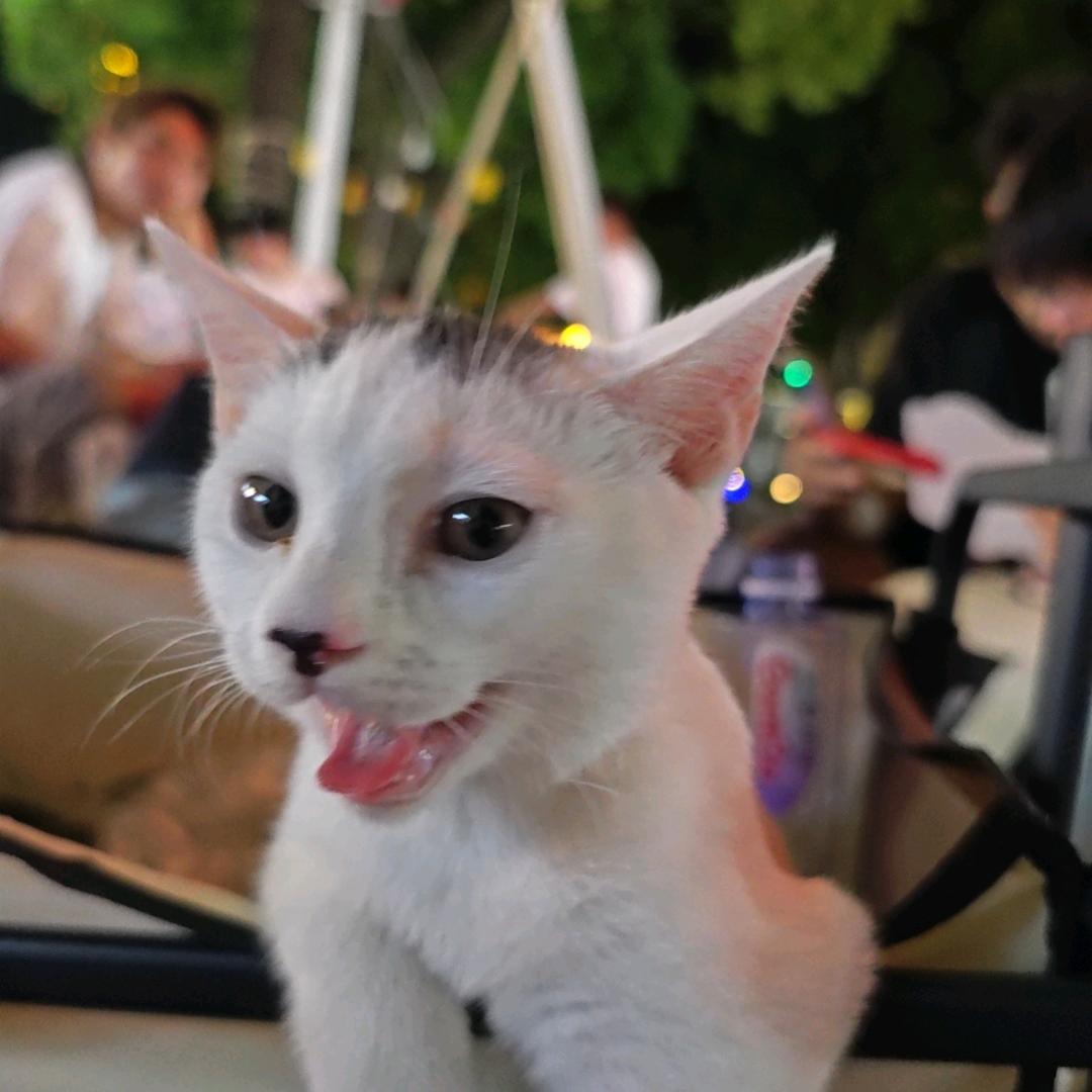 傻猫小黑头