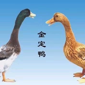 大小刘畜禽养殖场