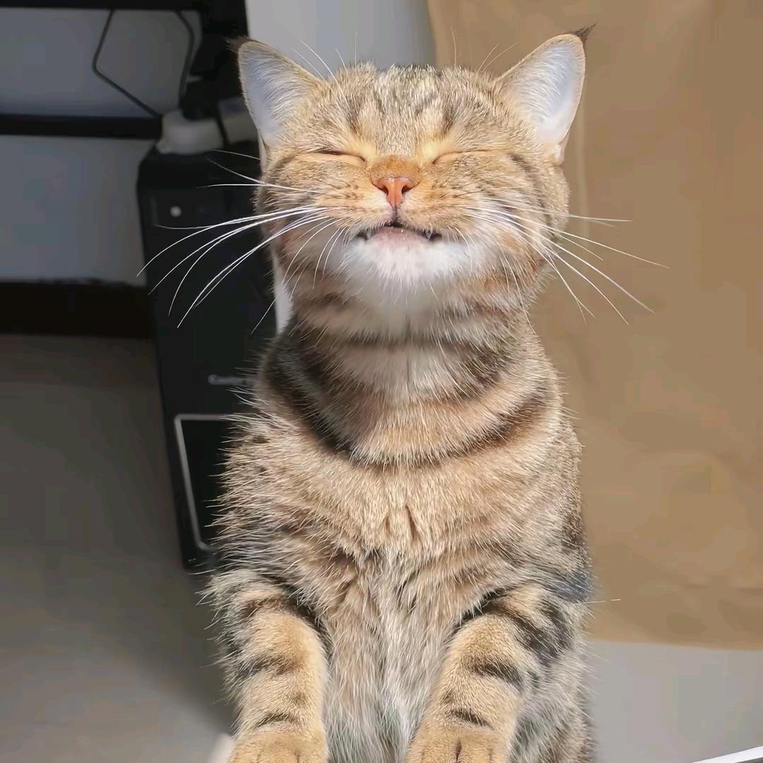 冒尚阶奢品甄选