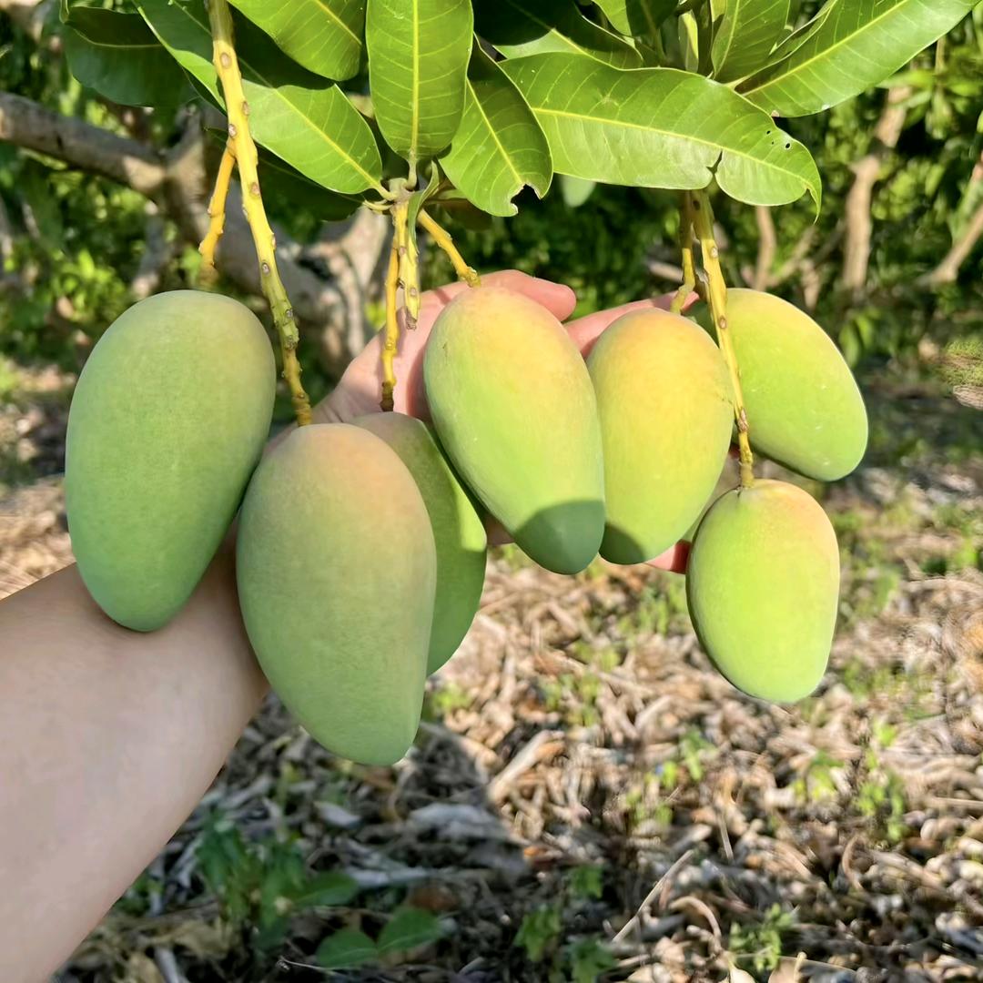 田东小陈好芒🥭芒果季