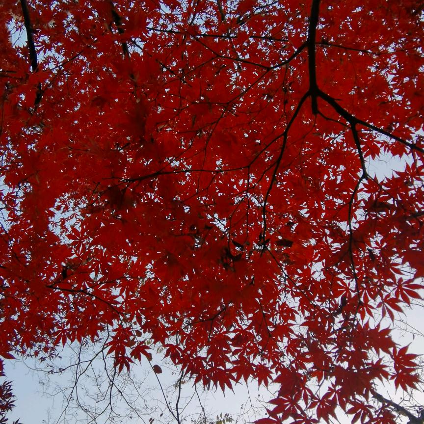 琳LIN