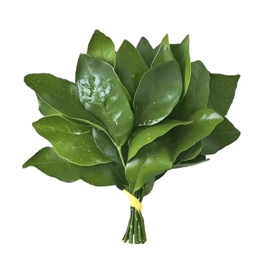 高冷的小笼包🥖