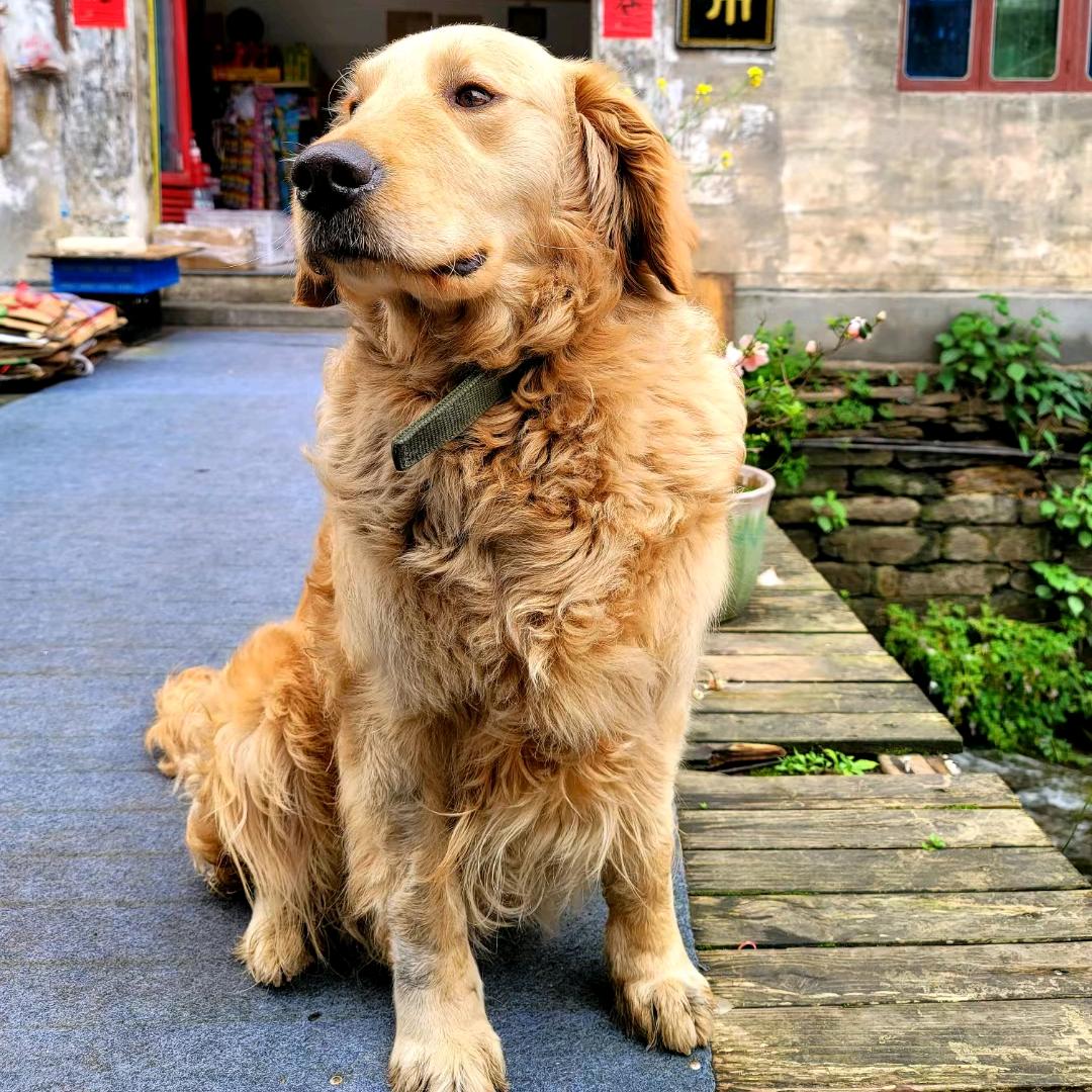 皮哥大宝藏挖掘机