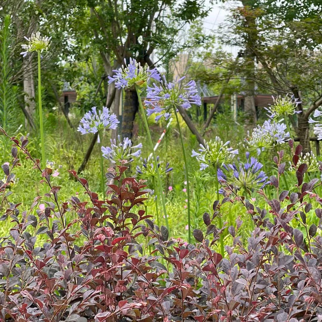 菠萝蜜1（五哥）